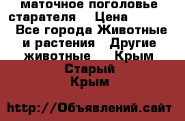 маточное поголовье старателя  › Цена ­ 2 300 - Все города Животные и растения » Другие животные   . Крым,Старый Крым